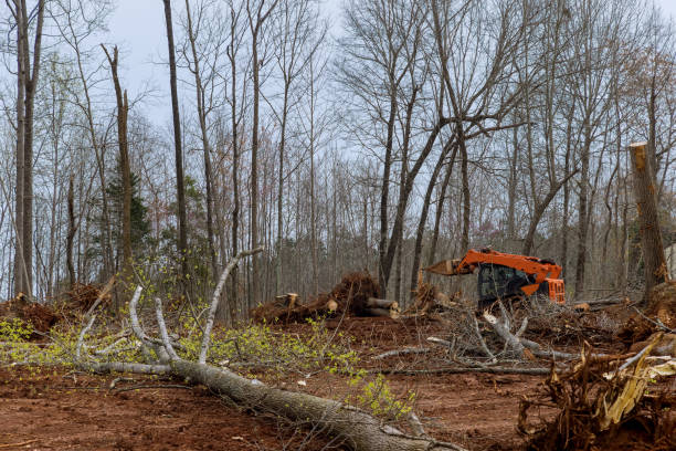 How Our Tree Care Process Works  in  Hialeah Gardens, FL